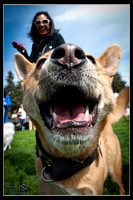 WoofStock - Beverly Hills 2011